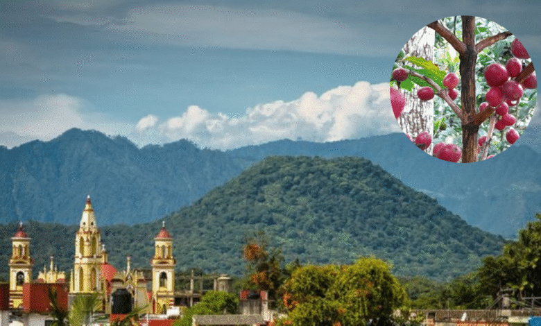 El aroma de la niebla La culminación de la cosecha en las fincas de Coatepec (Fotos MexicoTrip y eVerecruz)