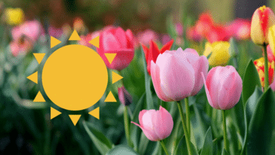 Equinoccio de primavera 2026 hora exacta y qué significa este fenómeno en México