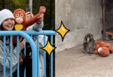 Lisa de BLACKPINK sorprende al visitar a Punch, el mono viral de internet