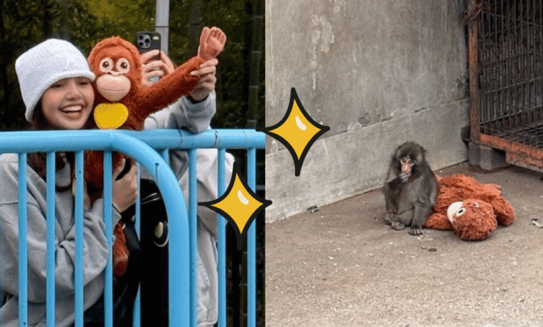 Lisa de BLACKPINK sorprende al visitar a Punch, el mono viral de internet