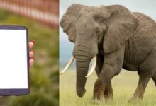 Mujer aplastada por un elefante al intentar tomarse una selfie