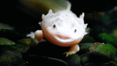 Ajolote mexicano aparece en Reino Unido el hallazgo que alerta sobre el abandono de especies exóticas