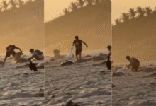 Video de saqueo de huevos de tortuga en Oaxaca, autoridades ya investigan (Foto de Río Oaxaca)