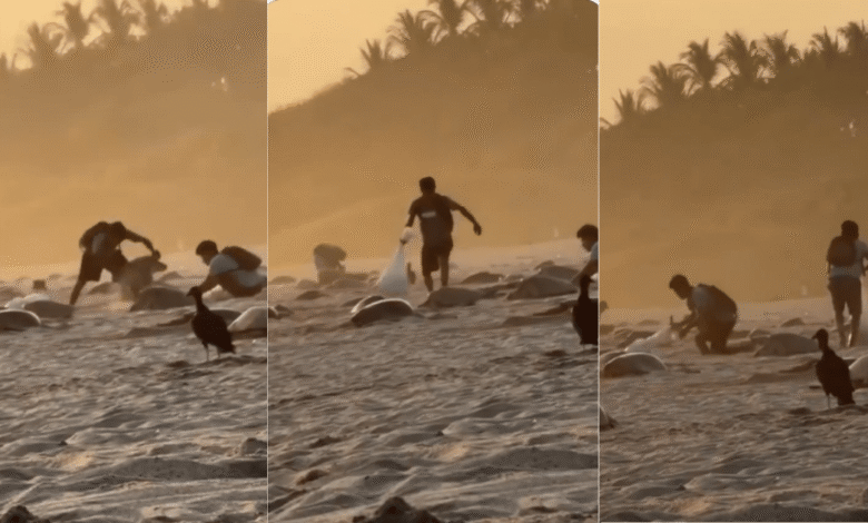 Video de saqueo de huevos de tortuga en Oaxaca, autoridades ya investigan (Foto de Río Oaxaca)