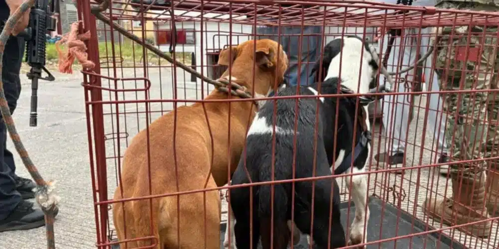 detienen a hombre por matar a un perro en hacienda sotavento