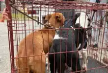 detienen a hombre por matar a un perro en hacienda sotavento