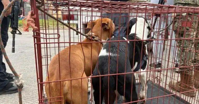 detienen a hombre por matar a un perro en hacienda sotavento