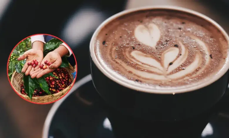 café de veracruz origen, tradición y el sabor que conquistó a méxico