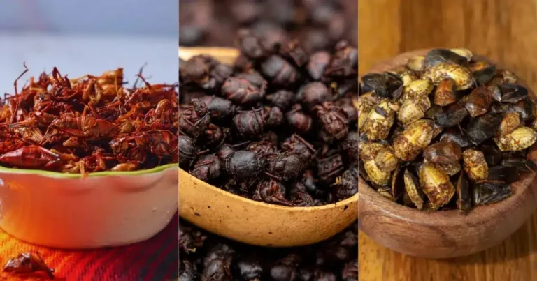 Gastronomía mexicana ¿Has probado chapulines, chicatanas y jumiles? (Fotos de internet)