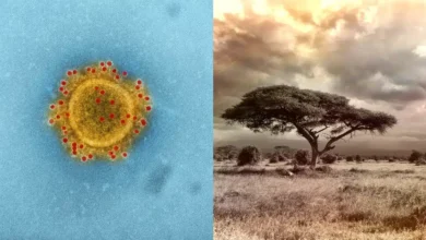 méxico aplica restricciones migratorias por brote de ébola en África central
