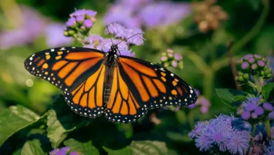 santuarios de la mariposa monarca en michoacán naturaleza, turismo y conservación