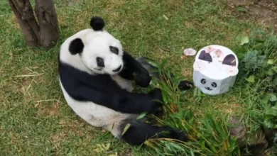 36 años de leyenda xin xin la panda más longeva de latinoamérica celebra su vida en méxico (1)
