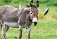 burro ataca y mata a un adulto mayor en veracruz