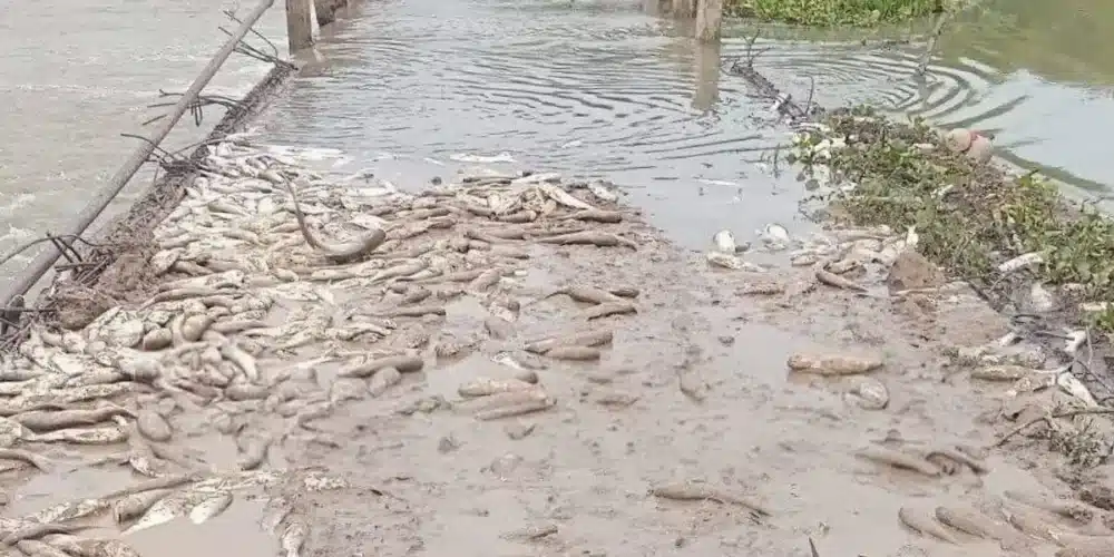pescadores acusan contaminación por mortandad en veracruz