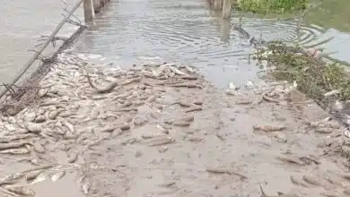 pescadores acusan contaminación por mortandad en veracruz