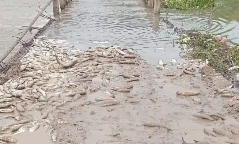 pescadores acusan contaminación por mortandad en veracruz