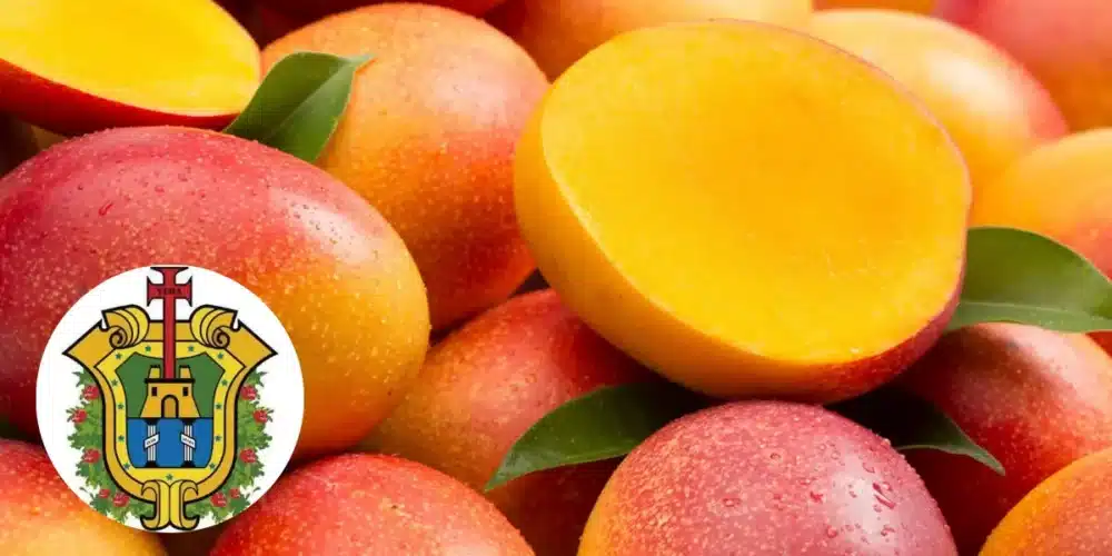 Veracruz se llena de sabor con la temporada de mangos