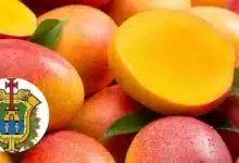Veracruz se llena de sabor con la temporada de mangos