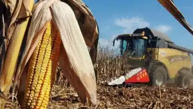 Fertilizantes lideran el aumento de precios en mercados internacionales: Banco Mundial