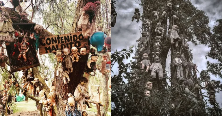 ¿Has visitado la Isla de las Muñecas en Xochimilco? (Fotos de internet)