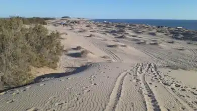 sahuimaro, el tesoro escondido de sonora donde el desierto se encuentra con el mar