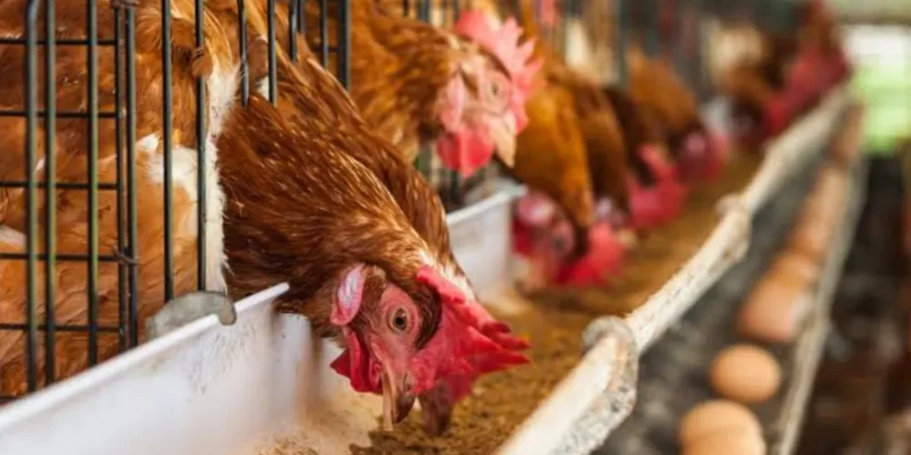 incendio en granja de veracruz mata a 30 mil aves