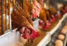 incendio en granja de veracruz mata a 30 mil aves