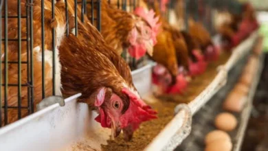 incendio en granja de veracruz mata a 30 mil aves