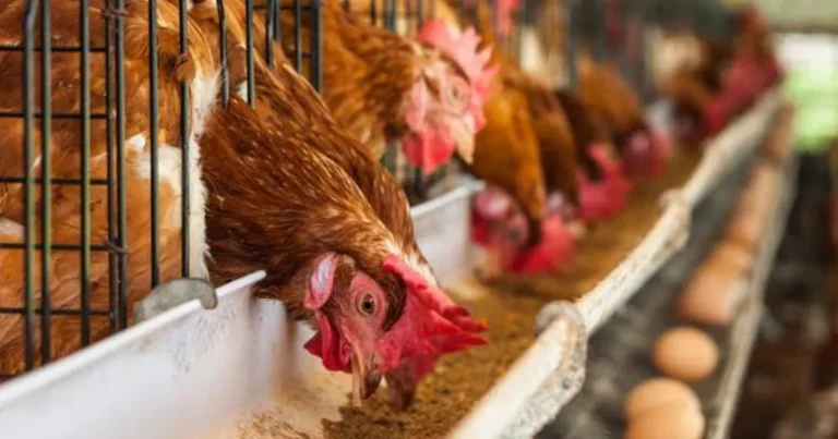incendio en granja de veracruz mata a 30 mil aves