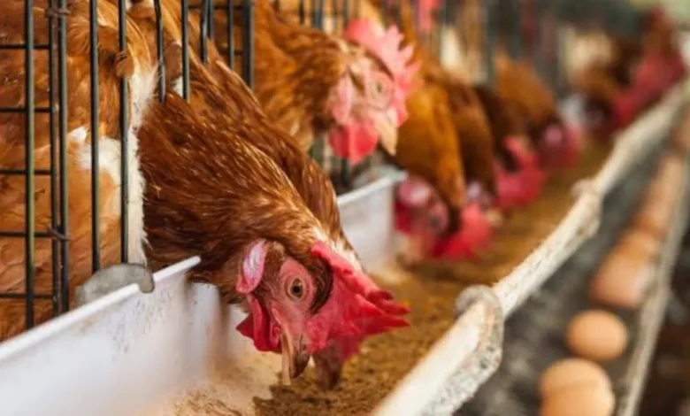 incendio en granja de veracruz mata a 30 mil aves