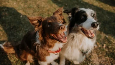 veracruz realizará feria de la salud animal con servicios veterinarios gratuitos y adopción de mascotas