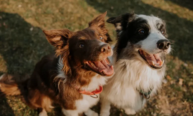veracruz realizará feria de la salud animal con servicios veterinarios gratuitos y adopción de mascotas