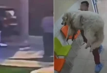 crean petición en change.org para exigir justicia por rocky, el perrito que murió tras ser arrastrado en saltillo