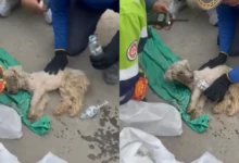 Laila, la perrita que sobrevivió 29 días atrapada bajo los escombros (Fotos de redes sociales)