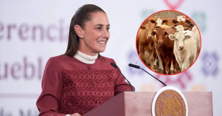 Claudia Sheinbaum anuncia reanudación de exportación de ganado a Estados Unidos (Fotos de internet)