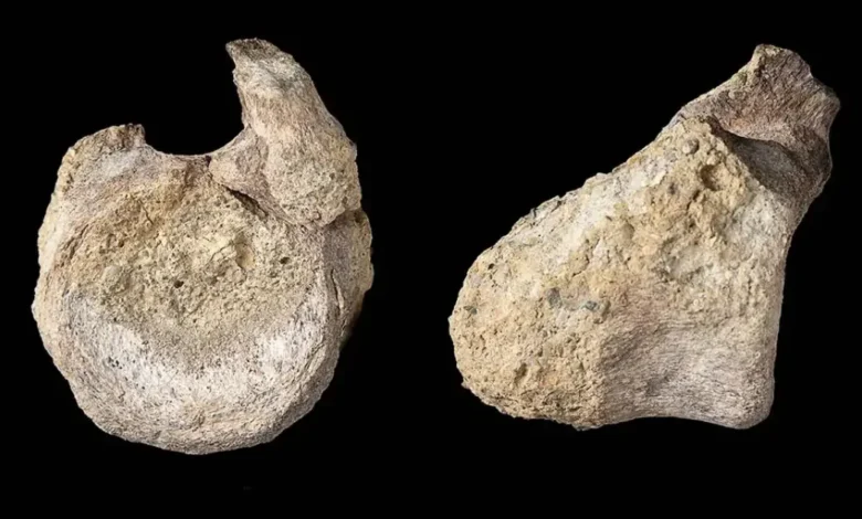 fósil de dinosaurio es identificado por primera vez en la antártida