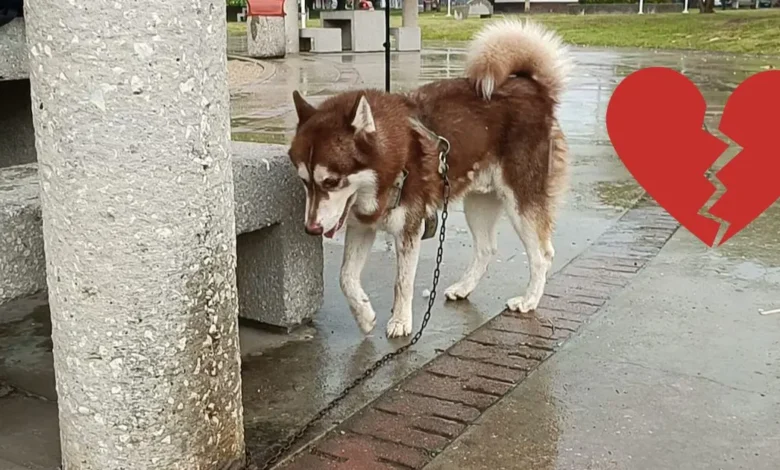 lucas, el husky que recibirá una pensión tras el divorcio de sus dueños en tabasco