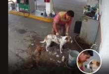 video despiden a empleado en méxico por bañar perros callejeros