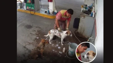 video despiden a empleado en méxico por bañar perros callejeros