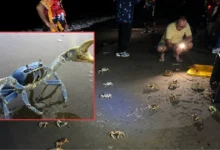 Cangrejo azul enfrenta su momento más crítico en Veracruz (Fotos de redes sociales)