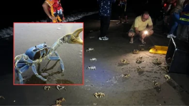 Cangrejo azul enfrenta su momento más crítico en Veracruz (Fotos de redes sociales)