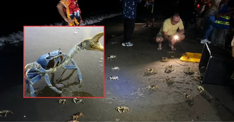 Cangrejo azul enfrenta su momento más crítico en Veracruz (Fotos de redes sociales)