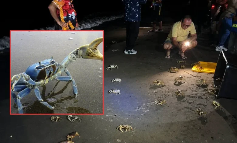 Cangrejo azul enfrenta su momento más crítico en Veracruz (Fotos de redes sociales)