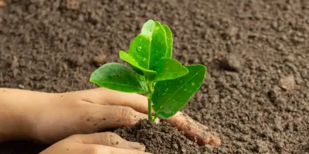 reforestación en veracruz movilizará a 29 municipios