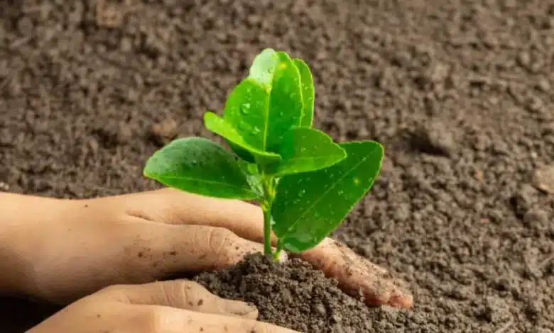 reforestación en veracruz movilizará a 29 municipios