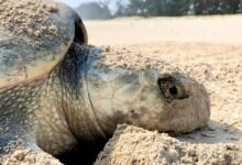 veracruz protege uno de los principales sitios de anidación de tortugas marinas