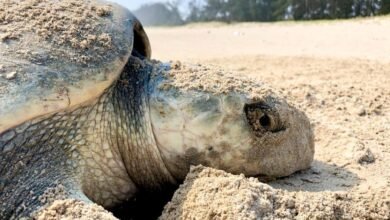 veracruz protege uno de los principales sitios de anidación de tortugas marinas