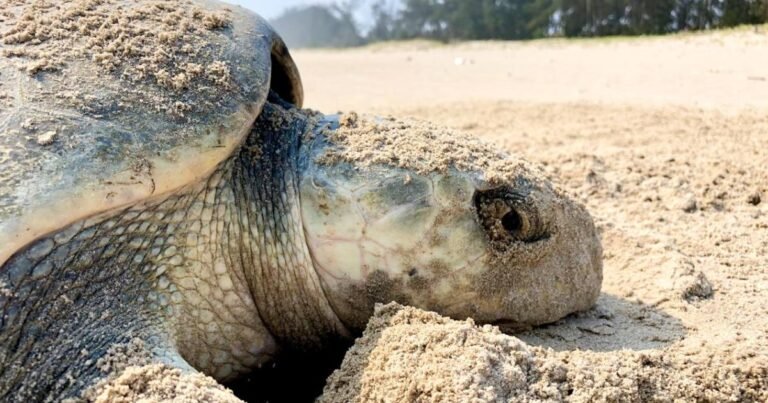 veracruz protege uno de los principales sitios de anidación de tortugas marinas