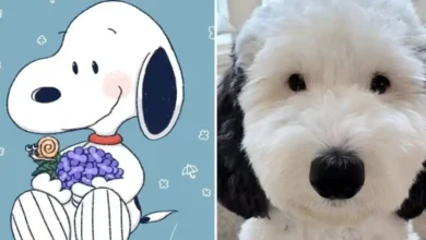 bayley, la perrita que parece un snoopy de la vida real y conquistó las redes