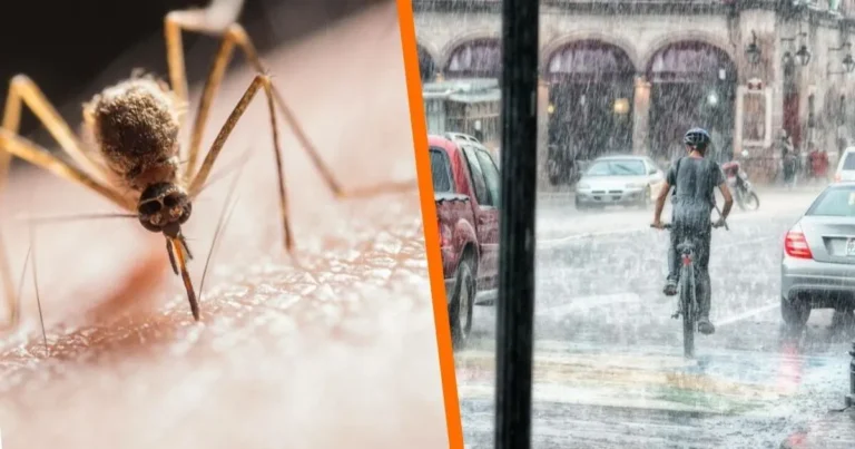 el error que multiplica los mosquitos durante la temporada de lluvias